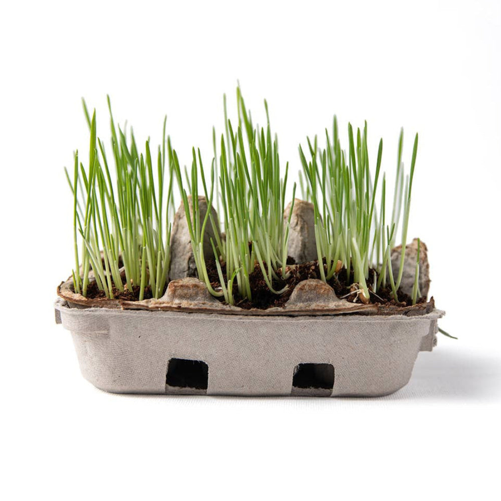 Grass Growing Part of the Egg-Coloring & Grass Growing Kit | Elseware® Unplug | Tiny Tastemakers @ Spice Craze®