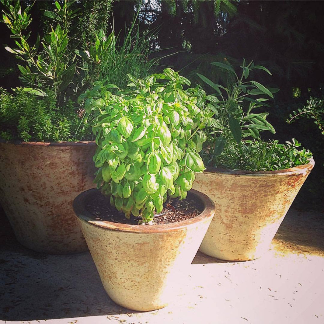Herbs Grown from Seed from the Culinary Herbs Seed Kit in Three Clay Pots | Potting Shed Creations, Ltd. | Camping & Garden @ Spice Craze®