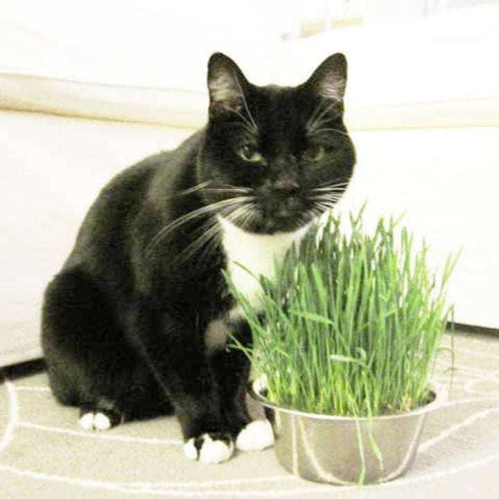 Cat Grass Pet Bowl | Potting Shed Creations, Ltd. | Camping & Garden @ Spice Craze®