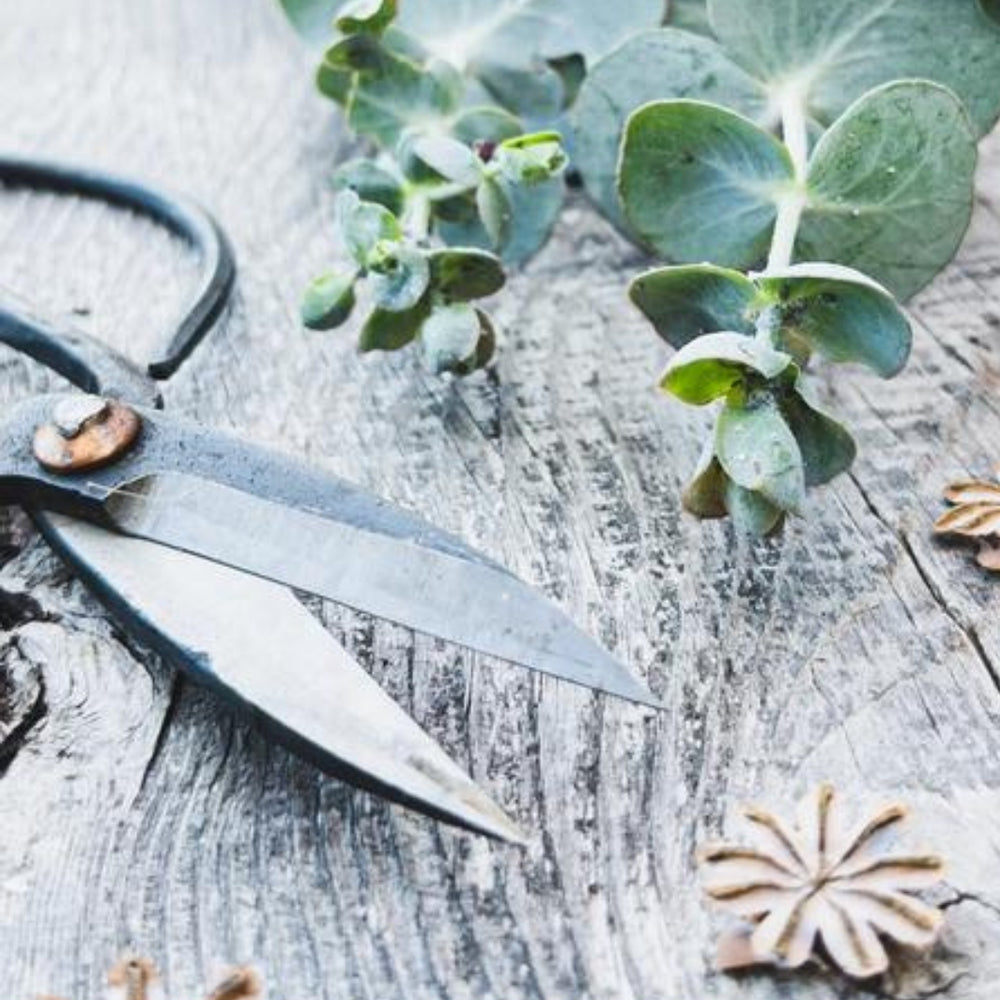 Forged Steel Pruning Shears on a Wooden Deck | Seattle Seed Co. | Camping & Garden @ Spice Craze®