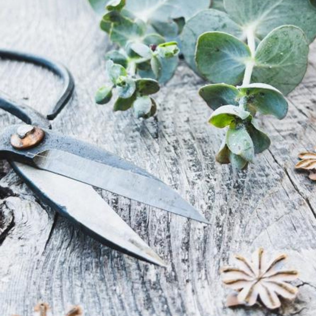 Forged Steel Pruning Shears on a Wooden Deck | Seattle Seed Co. | Camping & Garden @ Spice Craze®