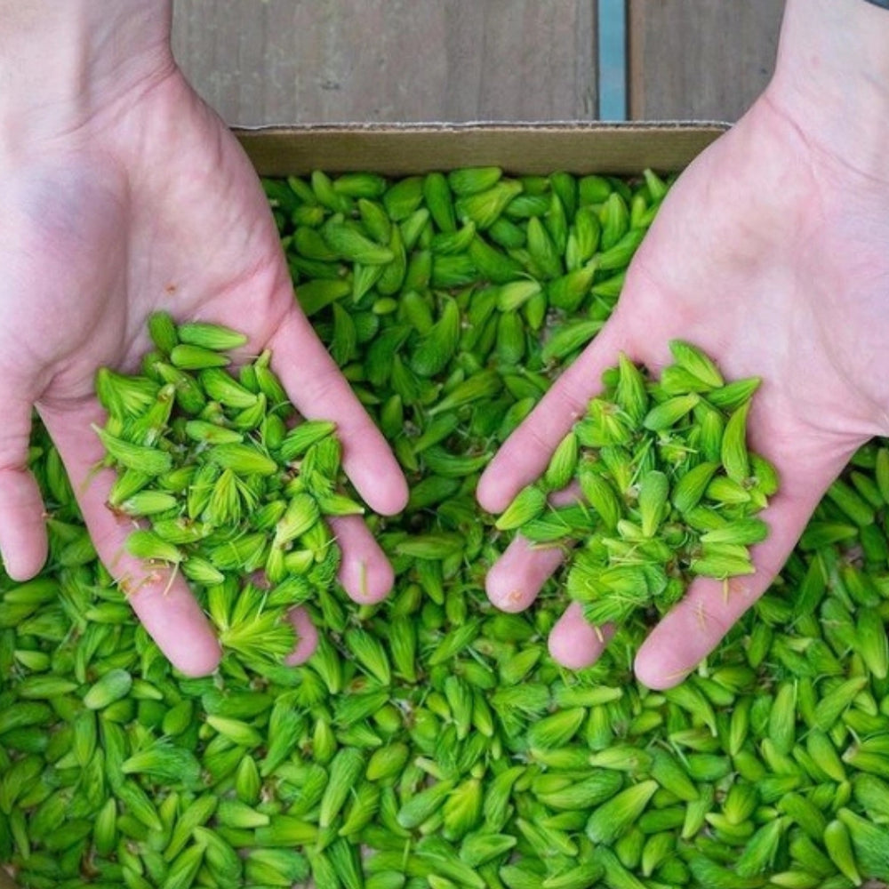 Freshly Harvested Spruce Tips for the Spruce Tip Jelly | Barnacle Foods | Umami Coast @ Spice Craze®