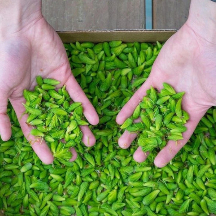 Freshly Harvested Spruce Tips for the Spruce Tip Jelly | Barnacle Foods | Umami Coast @ Spice Craze®