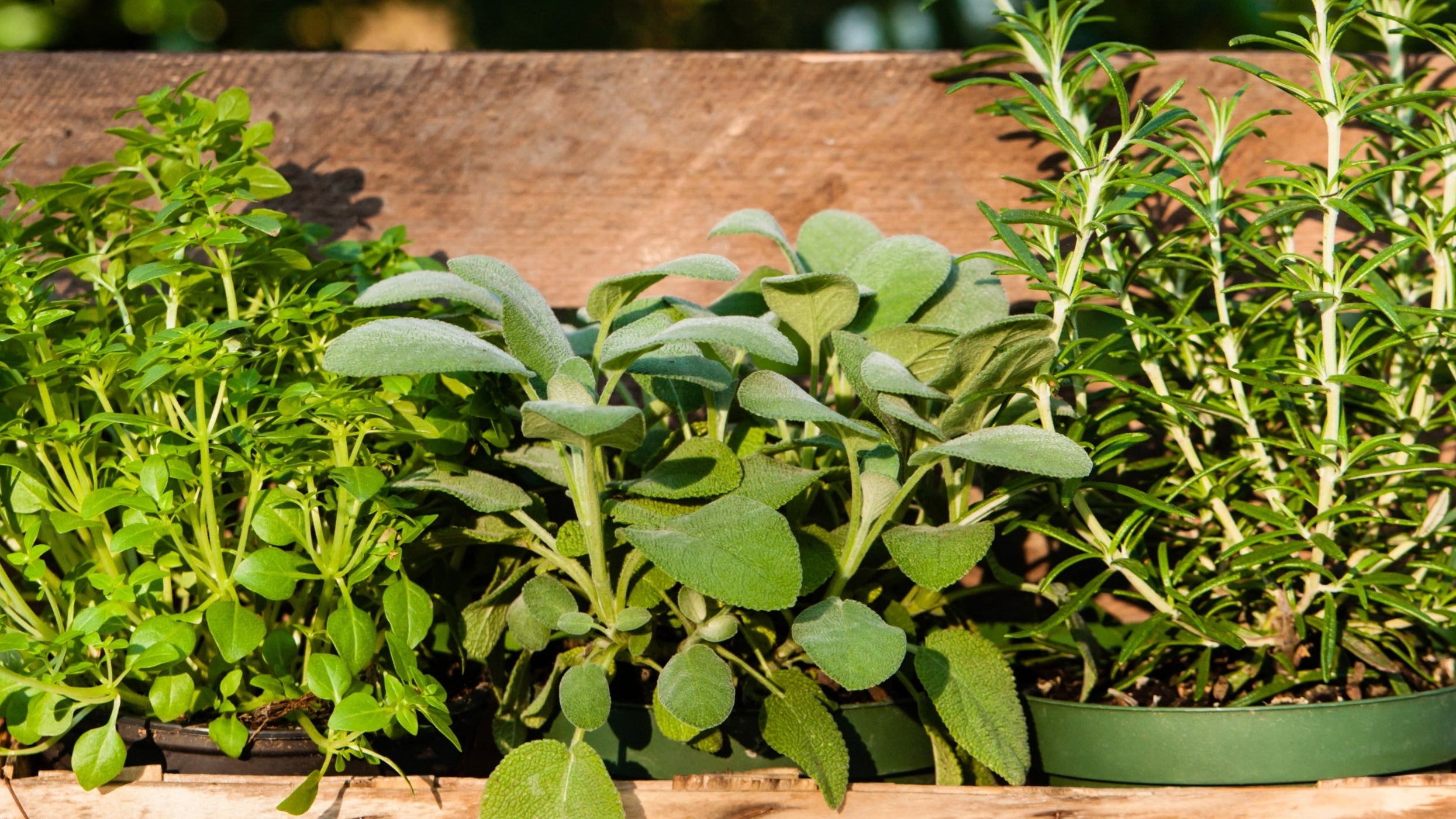 Fresh Herbs in Pots