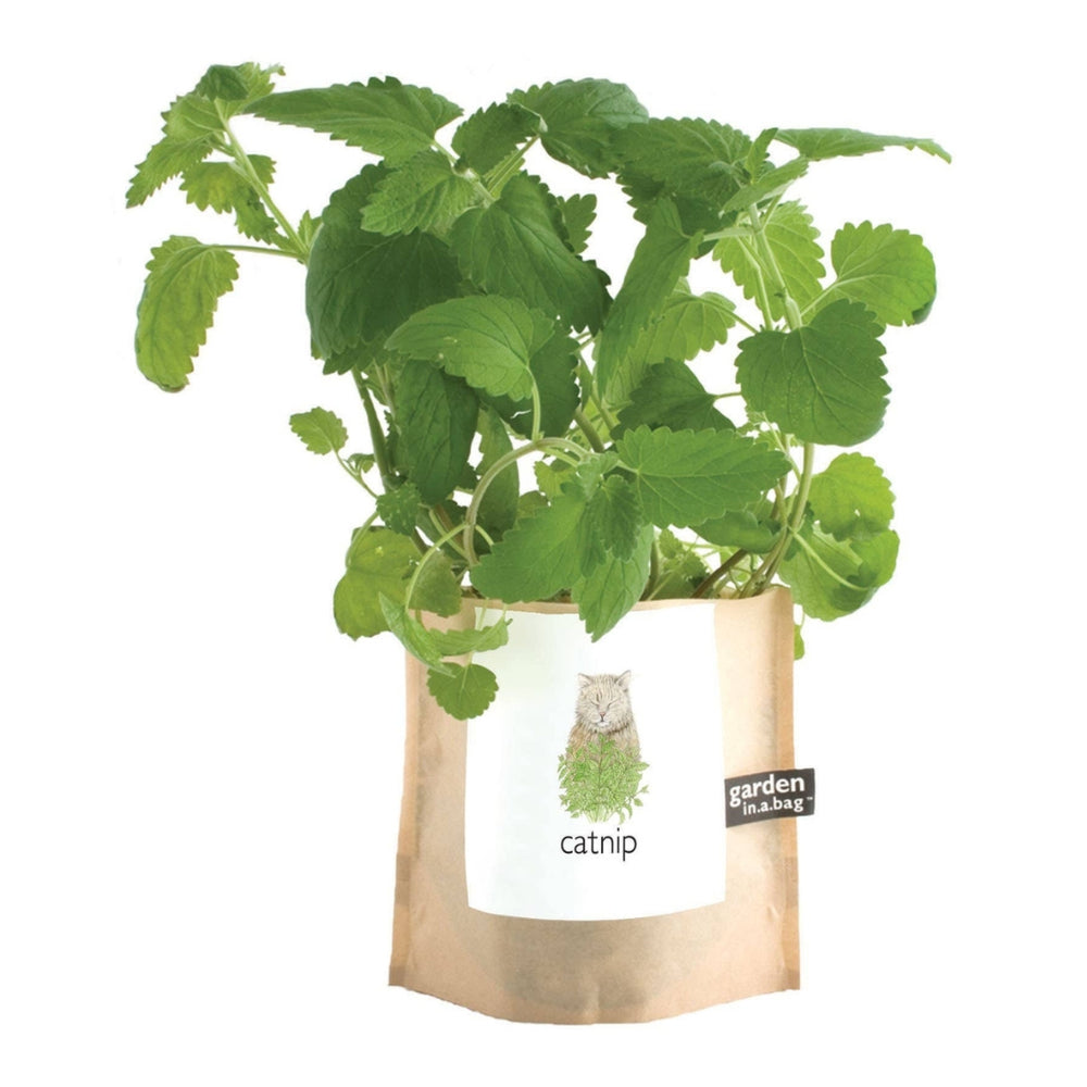 Garden in a Bag - Catnip | Potting Shed Creations, Ltd. | Camping & Garden @ Spice Craze®