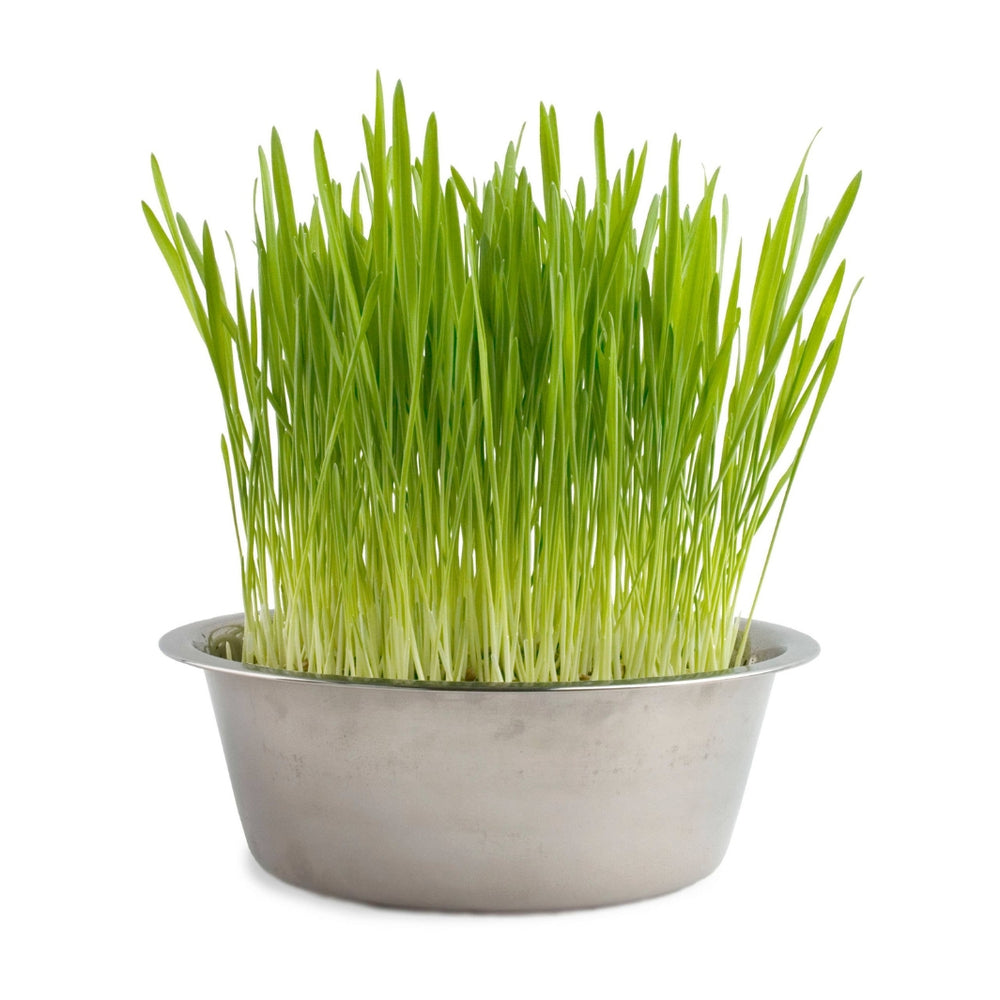 Cat Grass Pet Bowl | Potting Shed Creations, Ltd. | Camping & Garden @ Spice Craze®