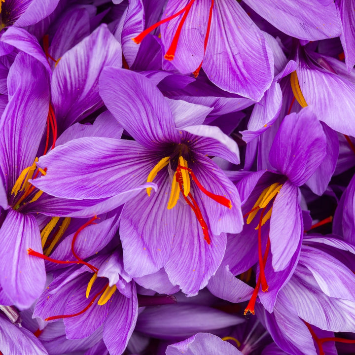 a group of purple saffron flowers with their red and yellow stigmas