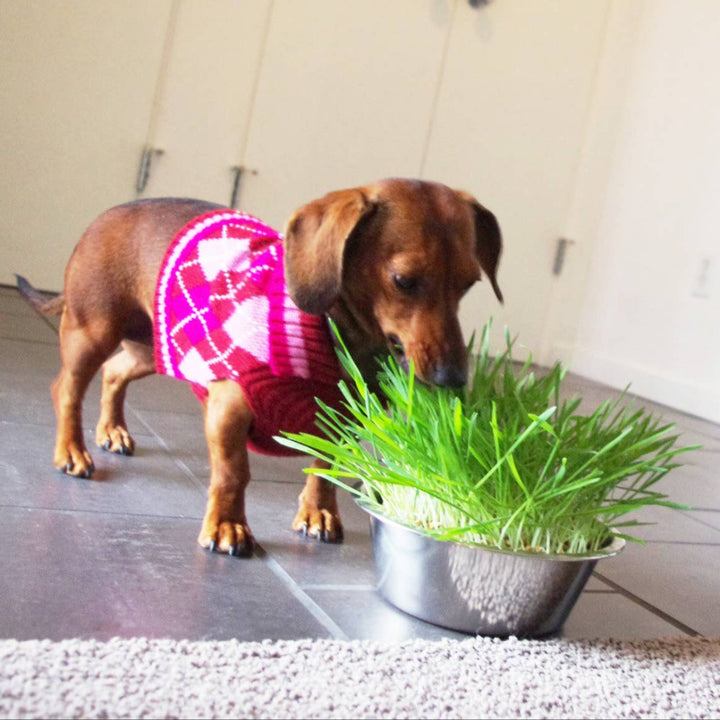 Dog Grass Pet Bowl Kit | Potting Shed Creations, Ltd. | Camping & Garden @ Spice Craze®