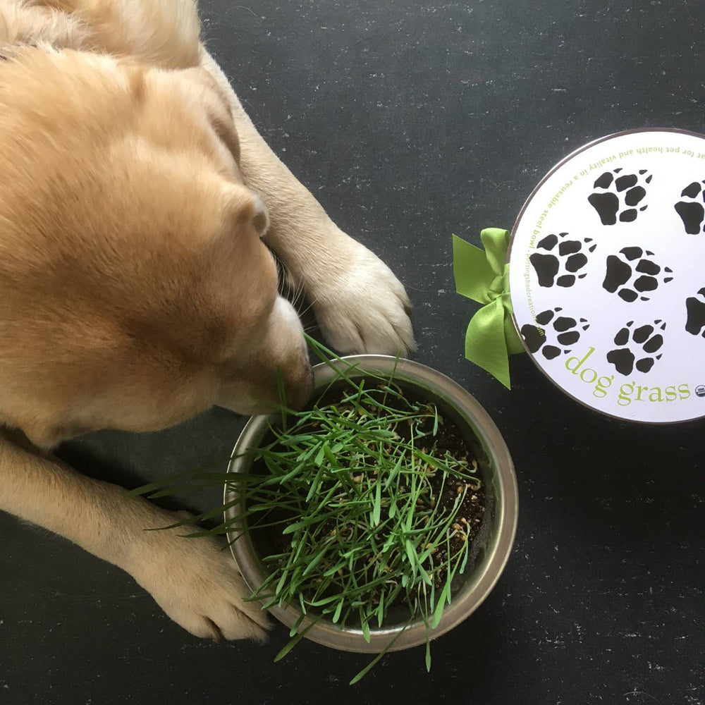 Dog Grass Pet Bowl Kit | Potting Shed Creations, Ltd. | Camping & Garden @ Spice Craze®