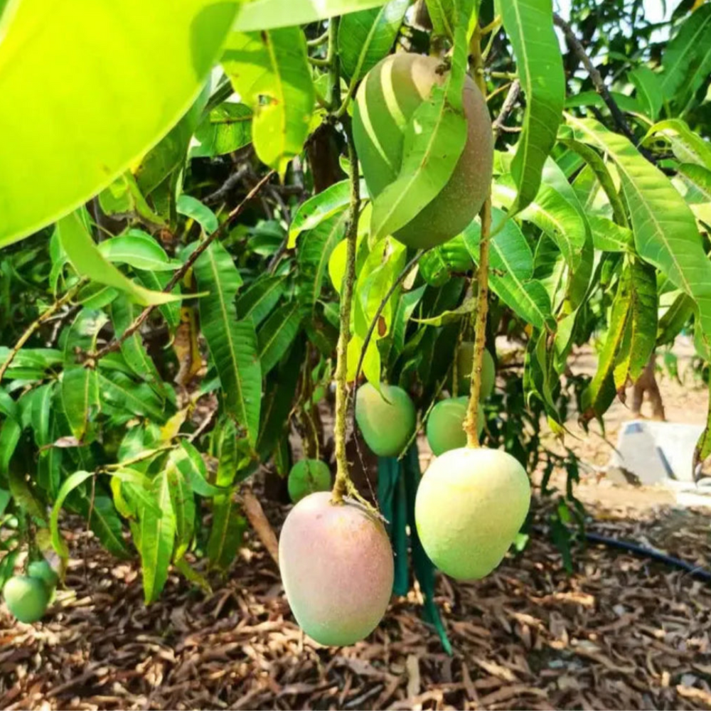 Alphonso Mangos Growing on a Tree | Burlap & Barrel | Awesome Extras @ Spice Craze®