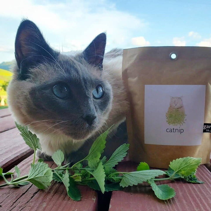 Kitty Next to Catnip Garden in a Bag | Potting Shed Creations, Ltd. | Camping & Garden @ Spice Craze®