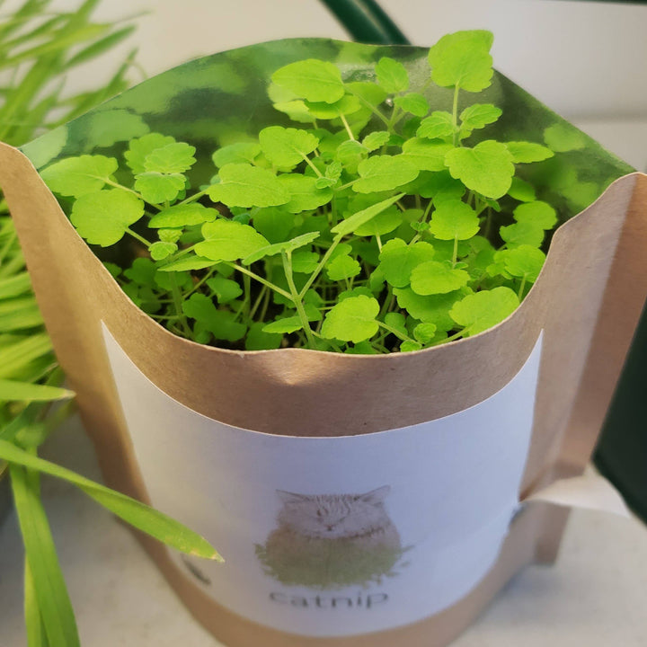 Garden in a Bag - Catnip | Potting Shed Creations, Ltd. | Camping & Garden @ Spice Craze®